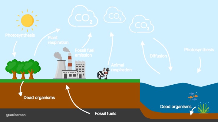 Infographic of Carbon Cycle