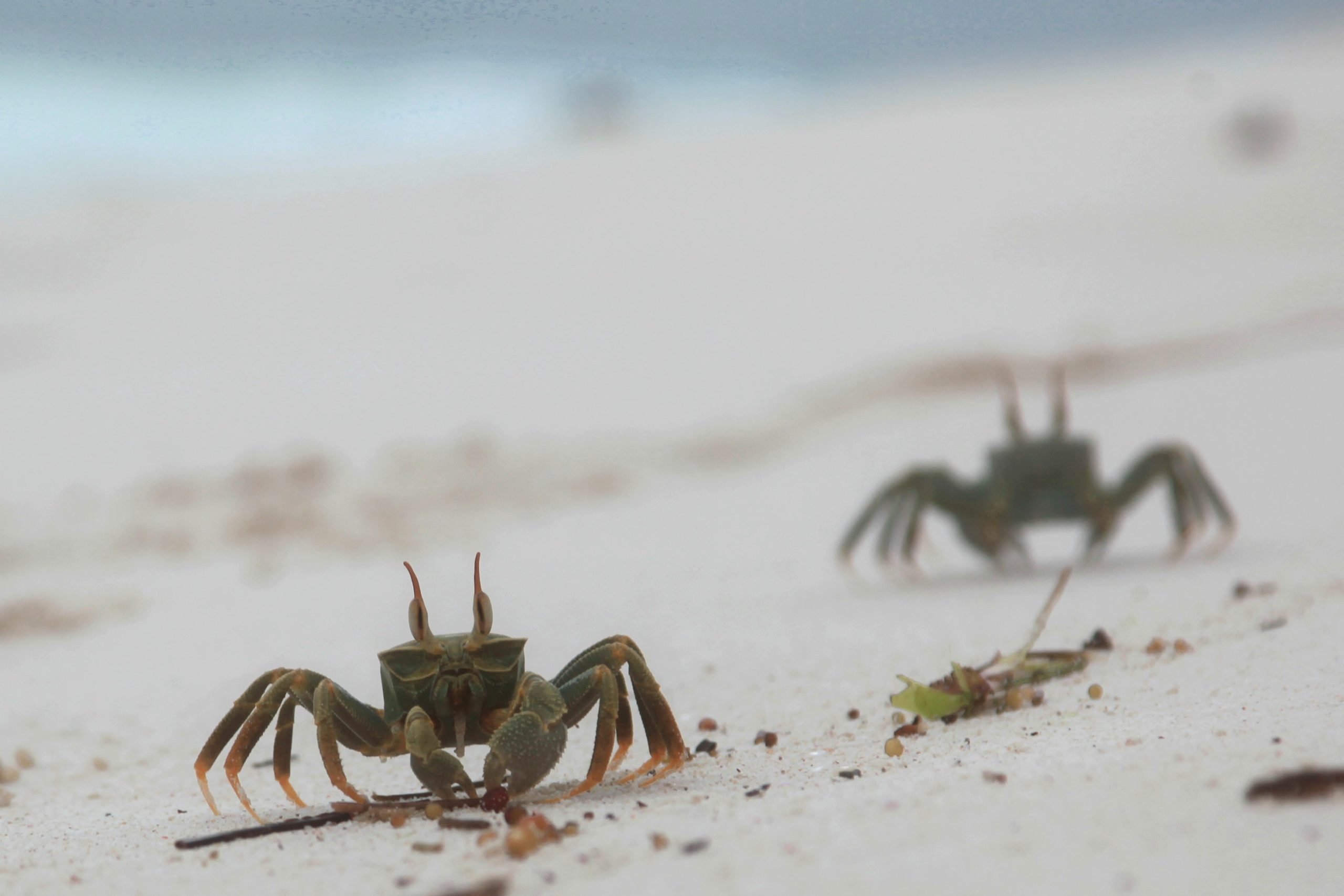 two crabs on a sand beach in the seychelles