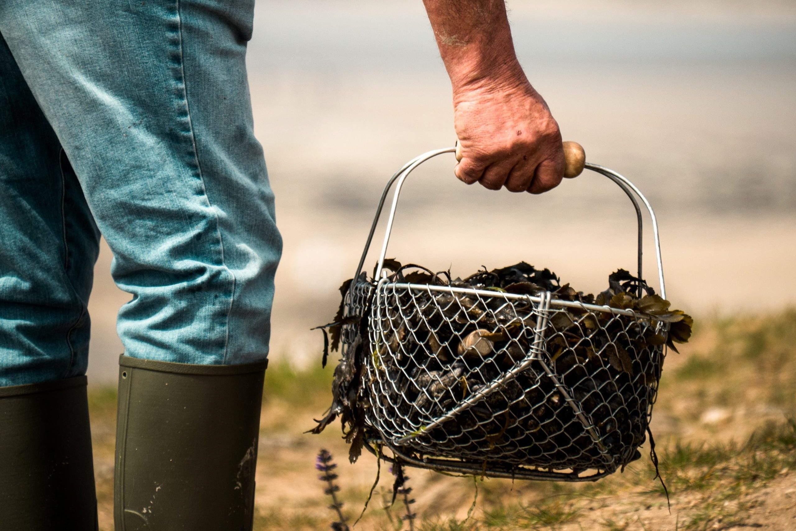 farmer carrying seaweed in bucket