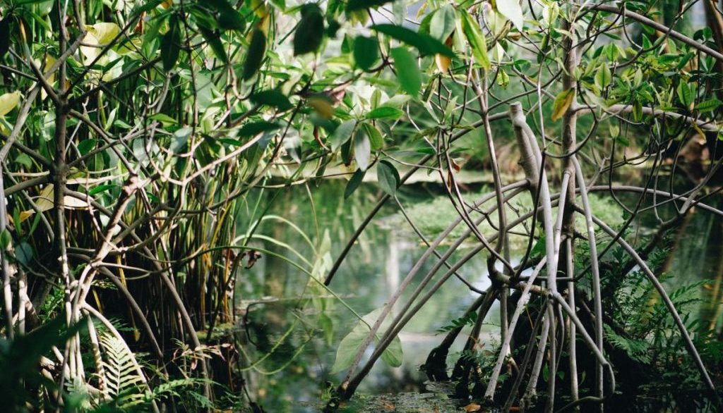 Close up image of a mangrove forest and mangrove roots in water