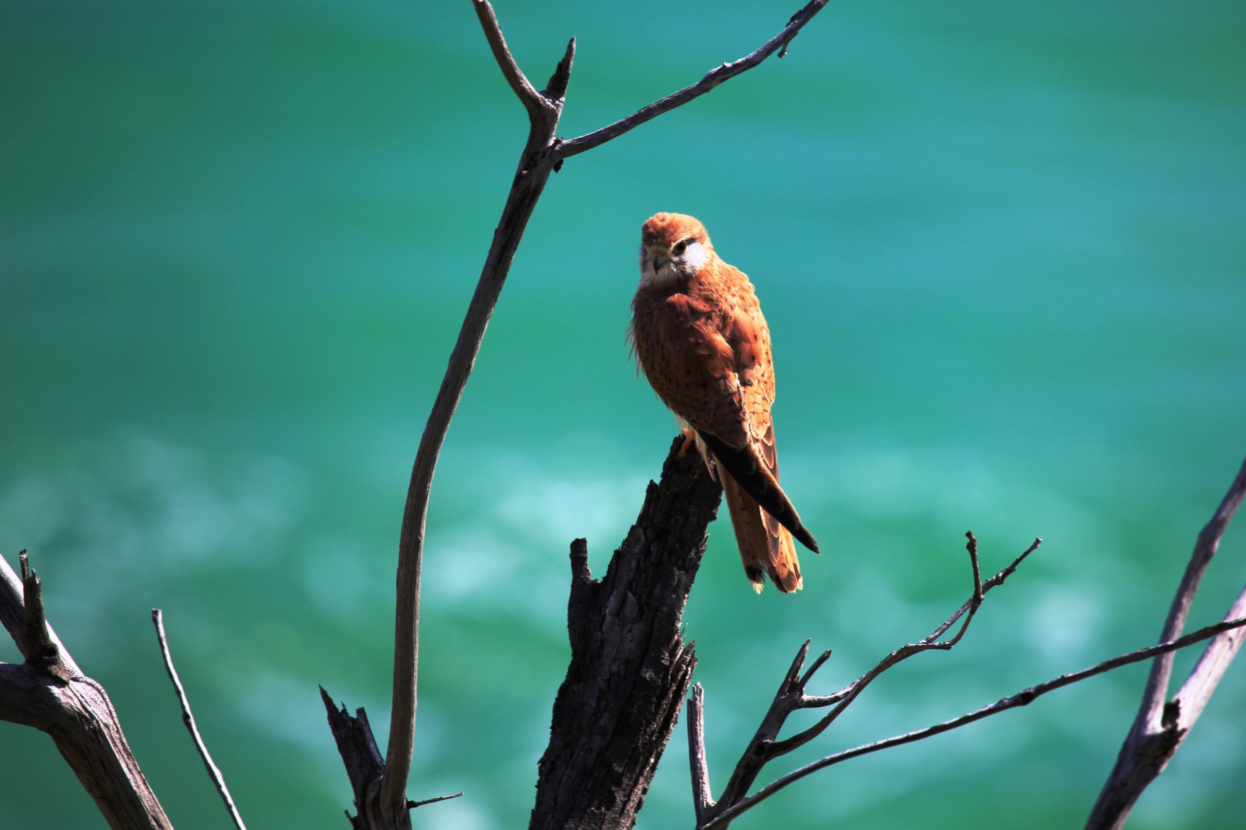 image of a bird perched on a branch against a blue background