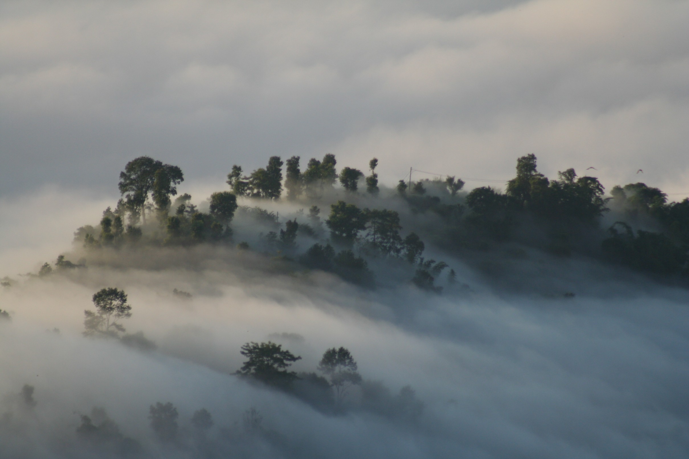 image of a forest surrounded by fog and clouds