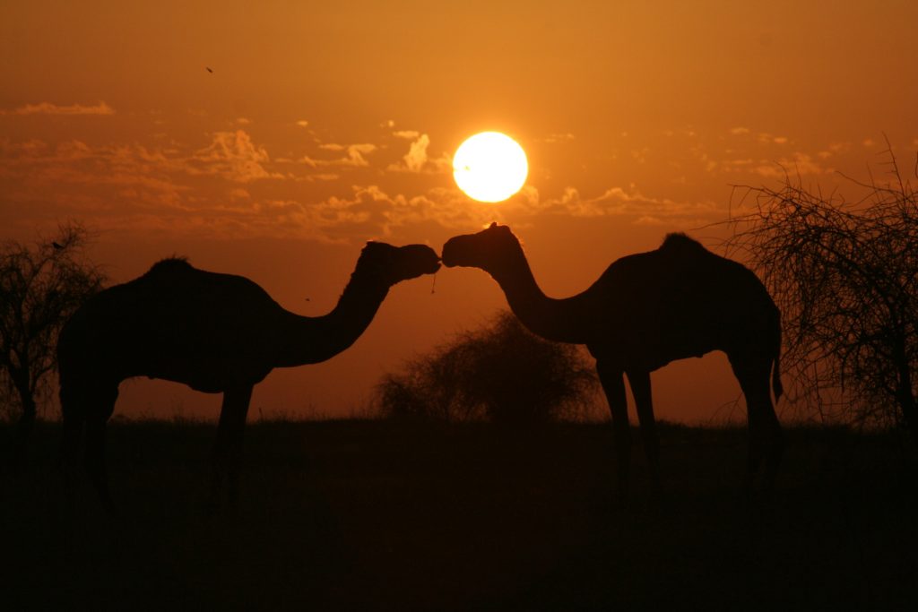sunset with camels in foreground