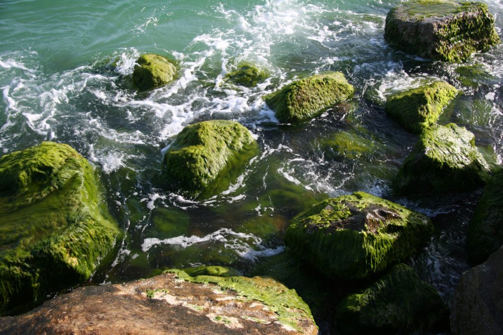  Seaweed and moss covered rocks on the sea shore