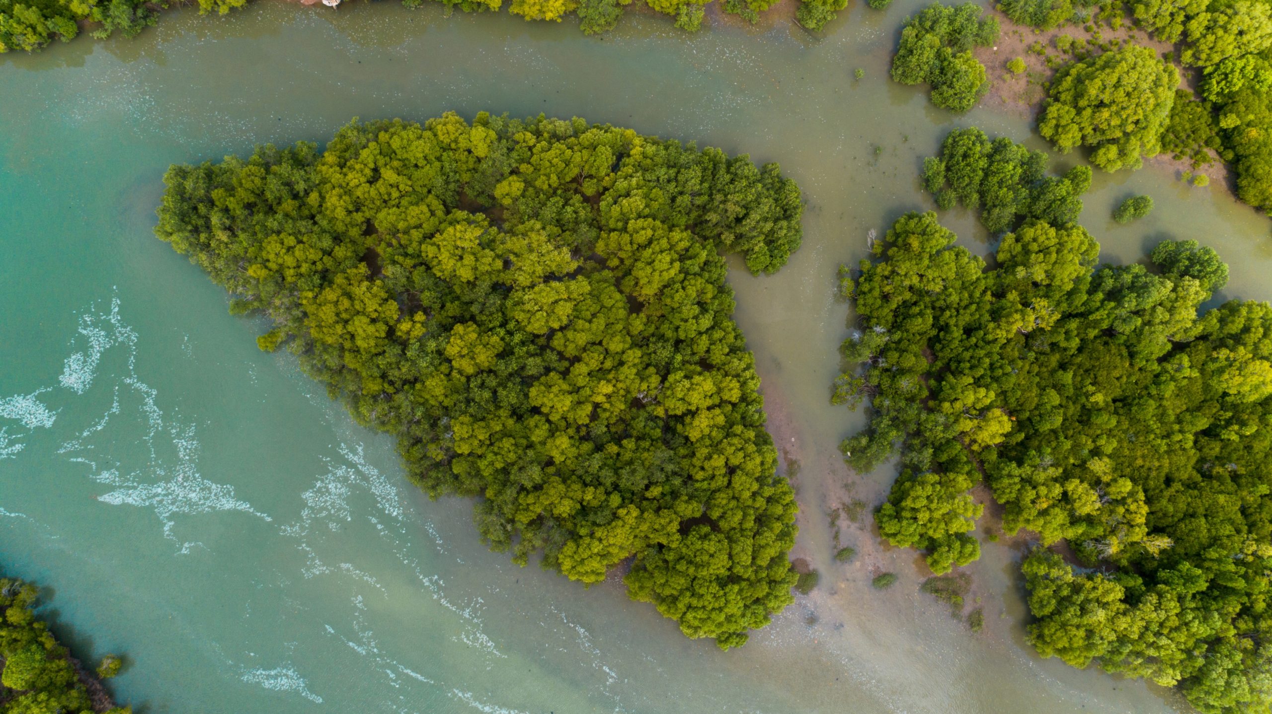 Drone shot over a mangrove forest by the coast